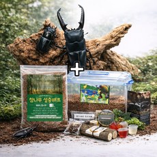 넓적사슴벌레 대형급 성충 한쌍 키우기 사육세트, 1개