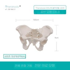 ZIPIA 교육용 골반 뼈 인체 해부학 골격 척추 병원 여성, A. 동적골반