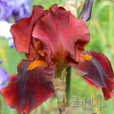 독일붓꽃 져먼아이리스(German iris) 숙근 7품종 라인업 '구근상태 최고' 금강원예, 1개, 술탄팰리스