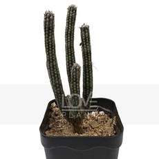꽃사랑식물나라 포젤게리 선인장 꽃 기다란 원통형 다육이 희귀 식물 키우기 화분