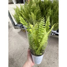 무늬보스턴고사리 무늬종 무배특가 반려식물 에이피플랜츠, 1개