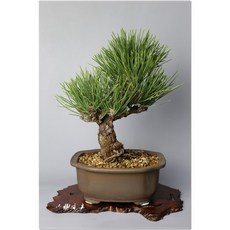 小樹安每 日本扇松02 稀有品種盆栽 居家辦公室綠植, 1個