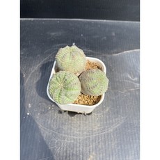 嚴選布紋球群生MC多肉園 多肉植物，多樣品種組合，易於照料，增添生活美感, 1個