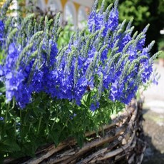 베로니카 로얄블루 씨앗 50립 소포장, 1개, 소포장 50립