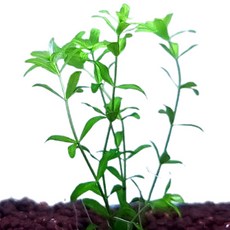 [미초 특가] 펄그라스 수초 20촉+5촉더 / 유경수초 / 초보자 수초 / 치어 수초