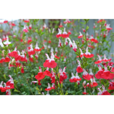 핫립or체리 랜덤세이지[2포트], 2개