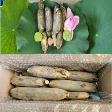 [가족연근] 국내산 GAP인증 햇연근 직접재배 1kg 2kg 3kg 5kg, 1개, 햇연근1kg