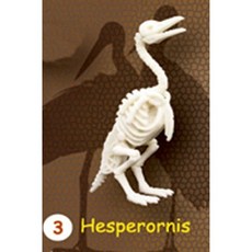 시조새뼈화석발굴 - 헤스페로니스