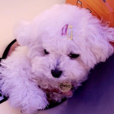 머리핀 강아지 똑딱핀 사각 5P 장식핀 용품 반려동물 악세서리, 1개, 상세페이지 참조