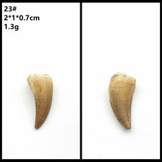 자연 모로코 상어 이빨 표본 치아 해양 고생물 과학 수집, 29. 23