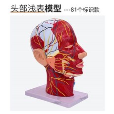 인간 두개골 뇌 모형 근육 신경 혈관 모델 얼굴 해부학 실습, 81개표시
