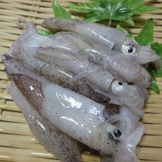 [초특가] 당일조업 제철 활 생물 호래기 꼴뚜기 호루래기, 1개, 500g