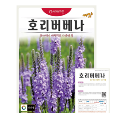 호리버베나 씨앗 (300립) 보라색이 매력적인 다년생 꽃 마편과 종묘 종자 씨 영웅, 1개