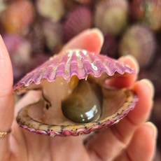 산지직송 통영 제철 홍가리비1kg 세척가리비 가리비구이, 없음, 1개