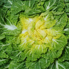 [재구매율1위] 2 000건한정 당일수확 달큰아삭 봄동, 1개, 2kg