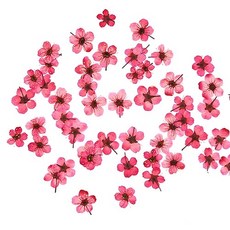 조팝 레드 약 1cm 압화 25개