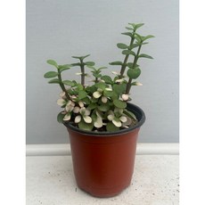 구칠즈 핑크무늬아악무 소형 다육식물 집꾸미기 공기정화식물 102525, 1개, 1개