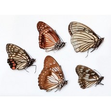 蟲新發現 蝴蝶標本A1 Hestina屬五種 未展翅乾貨 昆蟲標本 教學標本