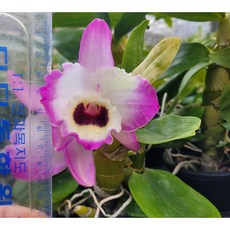 [신라난농원]Dendrobium C T Sally Honey 덴드로비움 셀리허니. 석곡.(꽃이 핑크색의 갈색립프).여성스러운 형의꽃.인테리어효과.인기상품.고급종.필독뒷사진참고, 1개