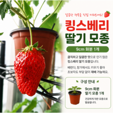 킹스베리 딸기 모종 딸기제철 대과 베란다 키우기
