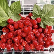 23년 노지 제철 산딸기 생과 특품 당일수확 산지직송, 특품 2팩(1.4kg)