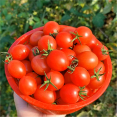 [초특가할인] 토마토 방울토마토 대추방울토마토, 1개, 대추방울토마토 2kg (소과)