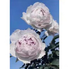 浮月 豐花少刺 清冷典雅 灰紫 強香 灌木 勤花 四季開 玫瑰花, 1個, 3-4吋盆