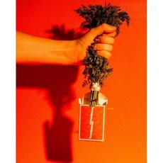 808 MAGIC CARROTS FONTAINE CARDS 胡蘿蔔 橙 橘色 魔術道具, 1個