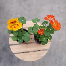 1+1 한련화 색상랜덤 49