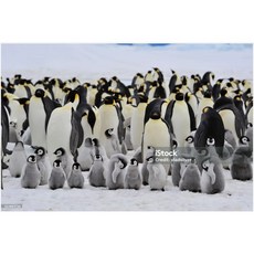 폴라드롭 냉음료디스펜서 대용량 슬러시 기계 카페 부페 쥬스 냉수 통, 2기통, 온수/냉수 모델