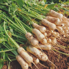 [산지직송] 여수 생알타리무, 1개, 5kg