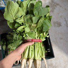 레브 산지직송 국내산 경북 싱싱하고 부드러운 열무 2단 (개당 800g 내외), 1개, 열무 4단 (개당 800g 내외)