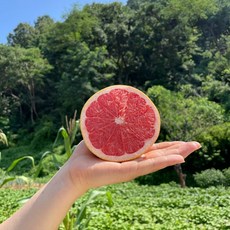 직수입 자몽 생자몽 레드자몽 대과 370g 내외, 2개, 대과 (370g내외)