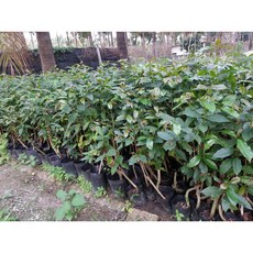 1棵六年咖啡樹盆栽 (綠植盆栽) 阿拉比卡樹苗 太比卡 Typica品種 ( A箱 ), 1包