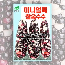 미니얼룩찰옥수수 씨앗 100립 한국대농종묘 옥수수씨앗 종자 찰옥수수, 1개