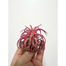 空氣鳳梨 顯色品種 捲葉小精靈 居家無土植物, 1個