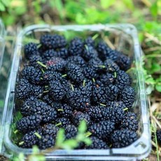 토종오디 햇오디 10kg 뽕나무열매 오디생과 오디열매, 1박스