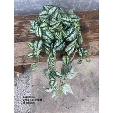 垂藤 樹藤 常春藤 金錢葉 尤加利 彩葉芋, 1個, 雪花彩芋