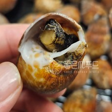 [BJMarket] 좋은씨푸드 자숙 범고동 500g 표범고동, 범고동 37미 내외(초장 40g 2팩 포함)