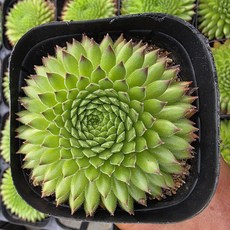 문어 바위솔 노지월동 9cm포트 선별 분채발송, 1개, 계절별