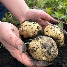 26년 제주 구좌 고품질 햇 감자, 1박스, 5kg(대)