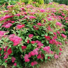 더블플레이 조팝- 두지(Double Play Doozie) 조팝나무/ 꽃나무/ 겹꽃/ 묘목/ 울타리, 1개