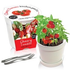 컬러키친가든 텃밭가꾸기세트, 방울토마토(화이트)