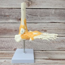 인체 발 관절 모형 발뼈 해부학 발가락뼈 가동형 구조 스탠드, 1세트, 인대포함