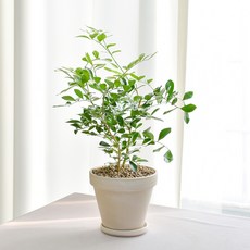 오렌지자스민 키우기 쉬운 은은한 꽃향기 공기정화식물 인테리어식물, 오렌지자스민(중)+독일토분 화이트크림 15호+받침13호, 1개, .
