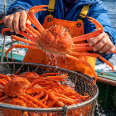 [최상홍게] 초고수율 선주직송 구룡포 박달홍게 자숙 홍게, 1개, 3kg [초고수율 90%] 박달홍게 (9~11미)