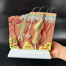 두피 모발 모형 피부과 피부조직 조직 SF 소품 모근 교육 50배, C. 50배 미백 시트 설명서