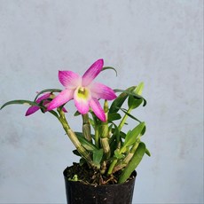 녹홍 석곡 색화 장생란 난초 석부작 난 숯돌꽃, 1개