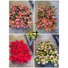 霏霏園藝 聖誕紅盆栽 多色可選, 3吋70元