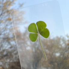 올피노 행운 클로버 압착카드 네잎 코팅카드 1p